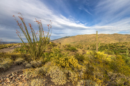 Ocotillo Cactus In Bloom in Saguaro National Park in Tucson Arizona