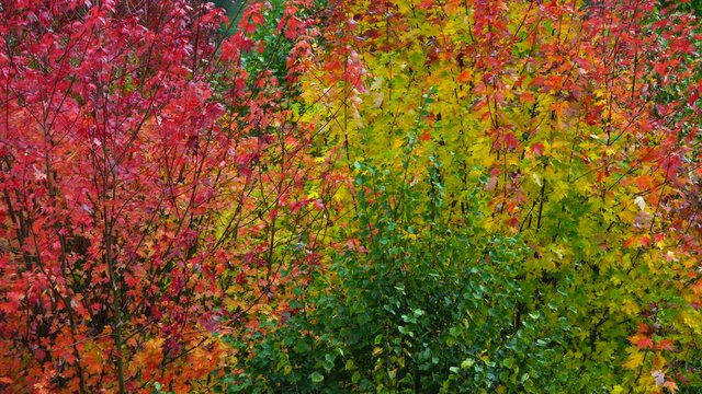 Autumn, MAPLE - ARCE, Spain, Europe