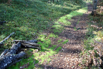Footpath in the autumn forest