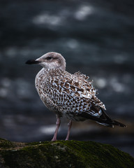 Seagull in the wind 