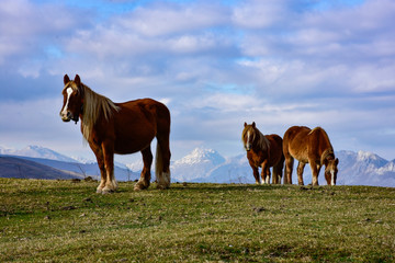 wild horses grazing in the mountains