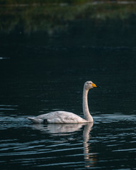 swan on lake