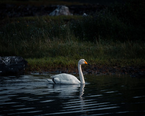 white swan