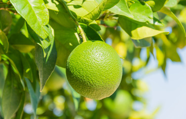 rich lemons on tree