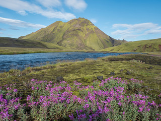 Fototapeta na wymiar Beautiful Icelandic landscape with wild pink flowers, blue glacier river and green mountains. Blue sky background. in area of Fjallabak Nature Reserve on Laugavegur trek, Iceland