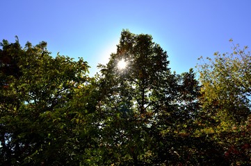 Obraz premium trees and blue sky