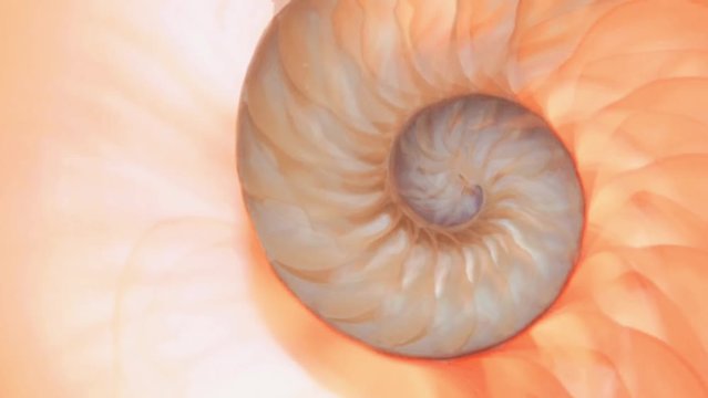 shell nautilus Fibonacci footage video clip turning coral pink shell golden ratio number sequence natural background half slice shell section stock