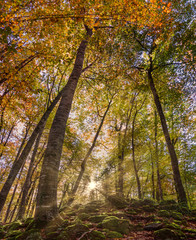 Autumn forests and their golden sunsets. Location of the Fageda in Catalonia, Spain