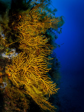 Gorgone jaune en M&eacute;diterran&eacute;e