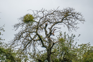 Misteln auf Baum
