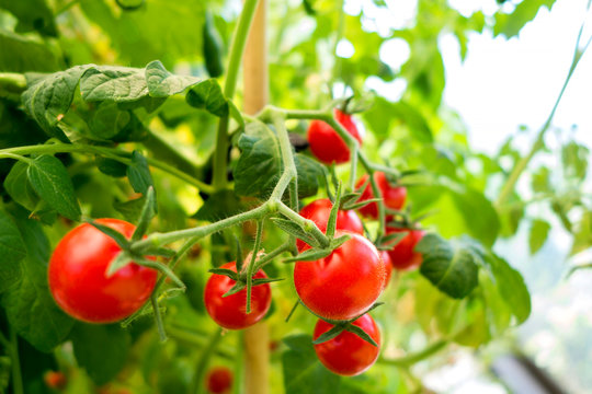 Organic tomato plant, red tomatoes