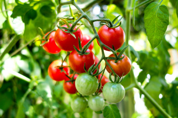 Organic tomato plant, red and green tomatoes