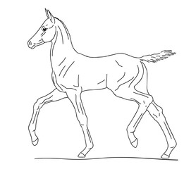 Little colt runs at a trot, vector illustration