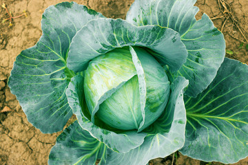 Obraz premium Head of fresh cabbage with a lot of leaves.