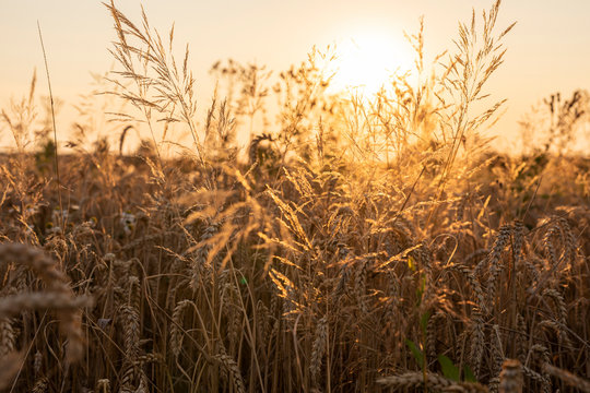 Wheat field in the evening