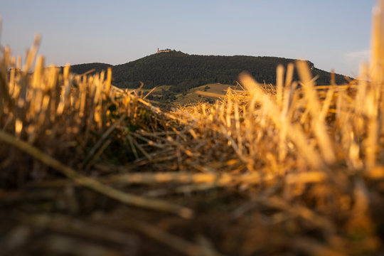 Wheat field in the evening