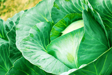 Head of fresh cabbage with a lot of leaves.