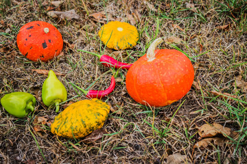 Autumn nature concept. Fall fruit and vegetables on wood. Thanksgiving dinner