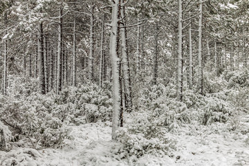 Winter fairy tale in the city park, snowy forest, white trees in the fluffy soft snow