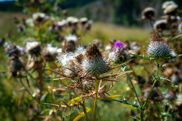 burdock flower