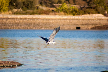 Gray Heron undertaking flight characteristics of the Barruecos landscape in Malpartida de Caceres...