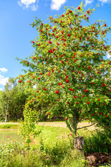 Fototapeta na wymiar Rowan tree with red bunches berries