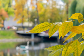Branches with yellowed leaves