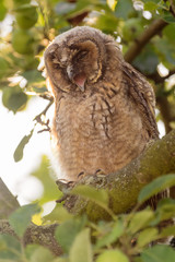 Juvenile long-eared owl in the morning sun