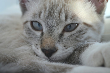 Cat closeup portrait. Beautiful shorthair kitten with big light grey eyes, brown nose and light beige and gray tabby fur. Cute domestic pet, friendly animal