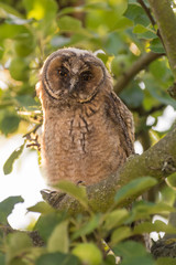 Juvenile long-eared owl in the morning sun