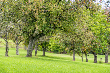 Fototapeta na wymiar Baumgrundstück im Herbst