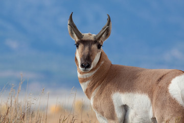 Pronghorn Antelope Buck in Autumn