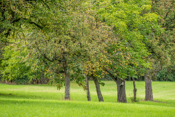 Naklejka premium Baumgrundstück im Herbst
