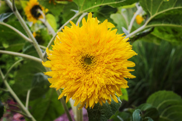Sunflower close-up on a background of green leaves