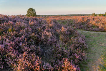 Heather at sunset near the city of Ermelo, NLD