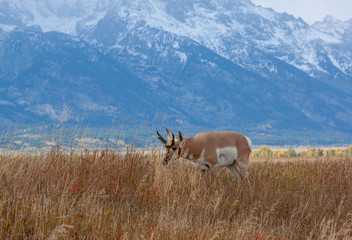 Pronghorn Antelope Buck in Autumn