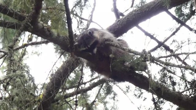 small furry raccoon perched up in a pine tree looking down below
