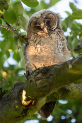 Juvenile long-eared owl in the morning sun