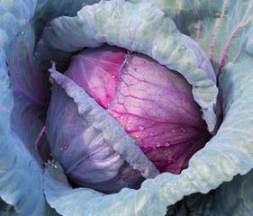  Red Cabbage close up in a farm field.
