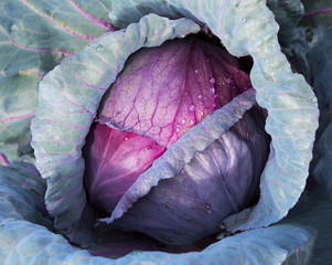  Red Cabbage close up in a farm field. - obrazy, fototapety, plakaty