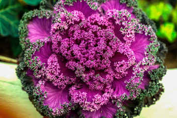 Brassica oleracea or acephala closeup. Flowering decorative purple-pink cabbage plant. Ornamental kale. Natural vivid background