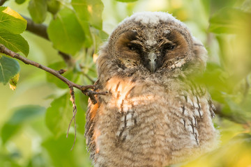Juvenile long-eared owl in the morning sun