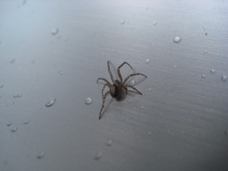 Araña avanzando entre gotas de agua en un fregadero de acero inoxidable