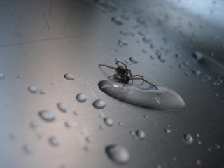 Araña avanzando entre gotas de agua en un fregadero de acero inoxidable