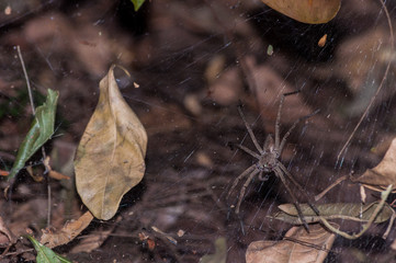 Spiders on spider web