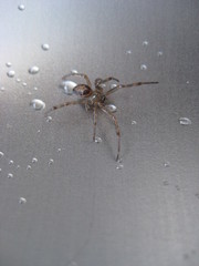 Araña avanzando entre gotas de agua en un fregadero de acero inoxidable