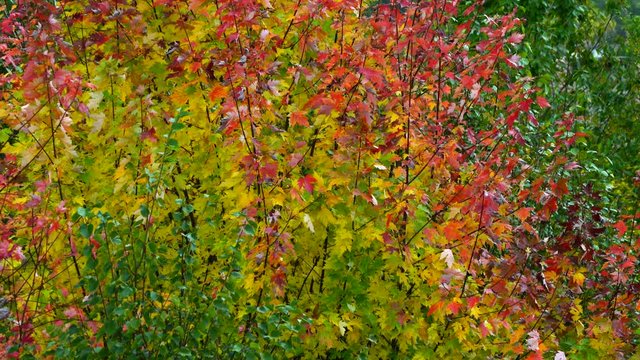 Autumn, MAPLE - ARCE, Spain, Europe