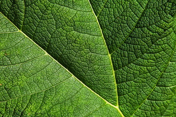 A close up of a bright green leaf showing the vein network