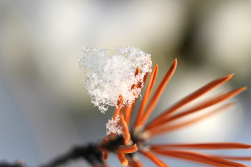 Naklejka na ściany i meble Close up view of real crystal snow flakes on red orange pine needle on defocused background