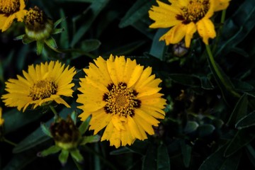 Yellow Coreopsis Flower with Raindrops 